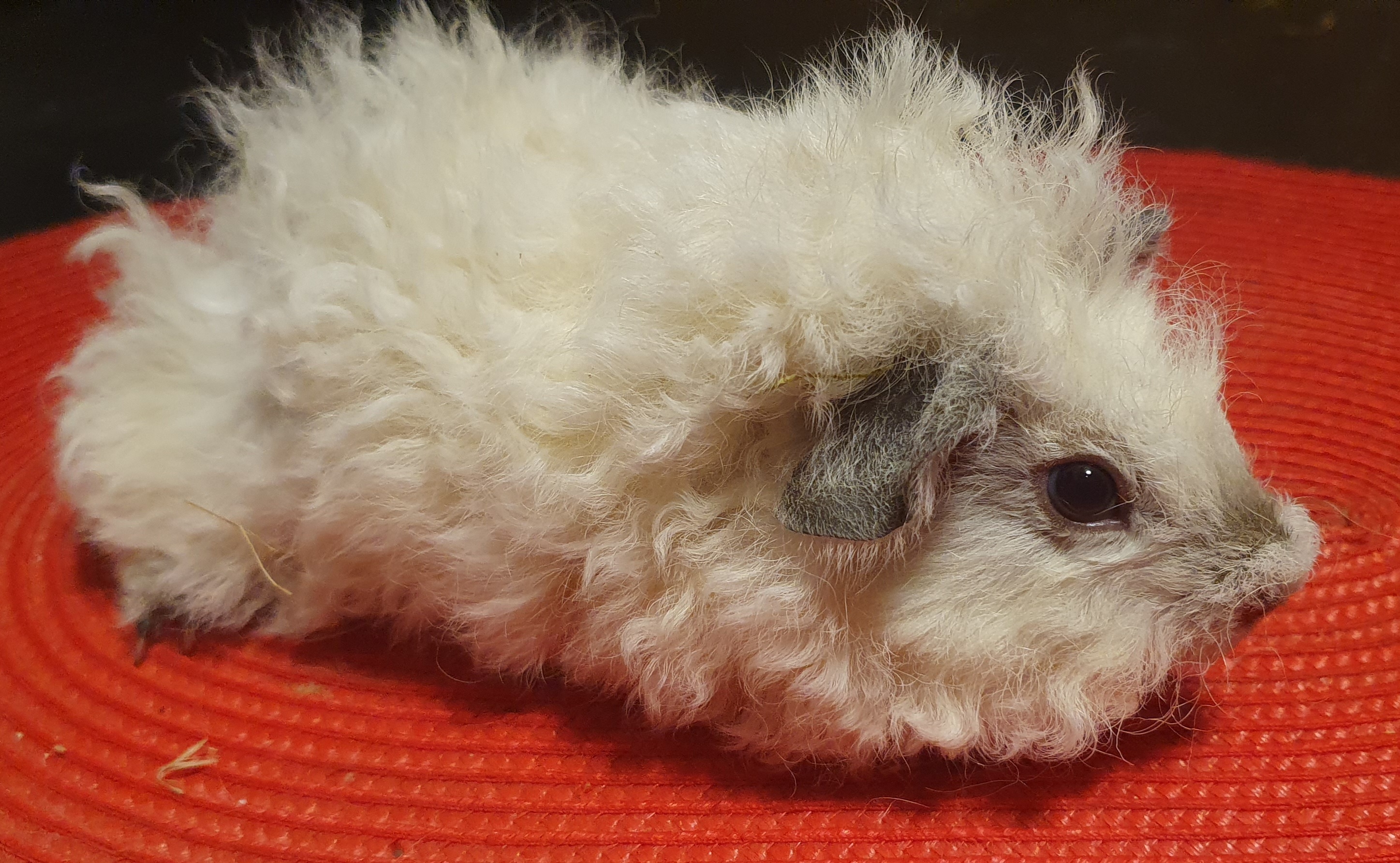 Amor Peruvian Gold<br />Popis: lunkarya, dat.narození: 28.10.2025, barva: california: černá:bílá, oko: tmavé, nádherný sameček, přesrsťuje, k odběru začátek prosince.