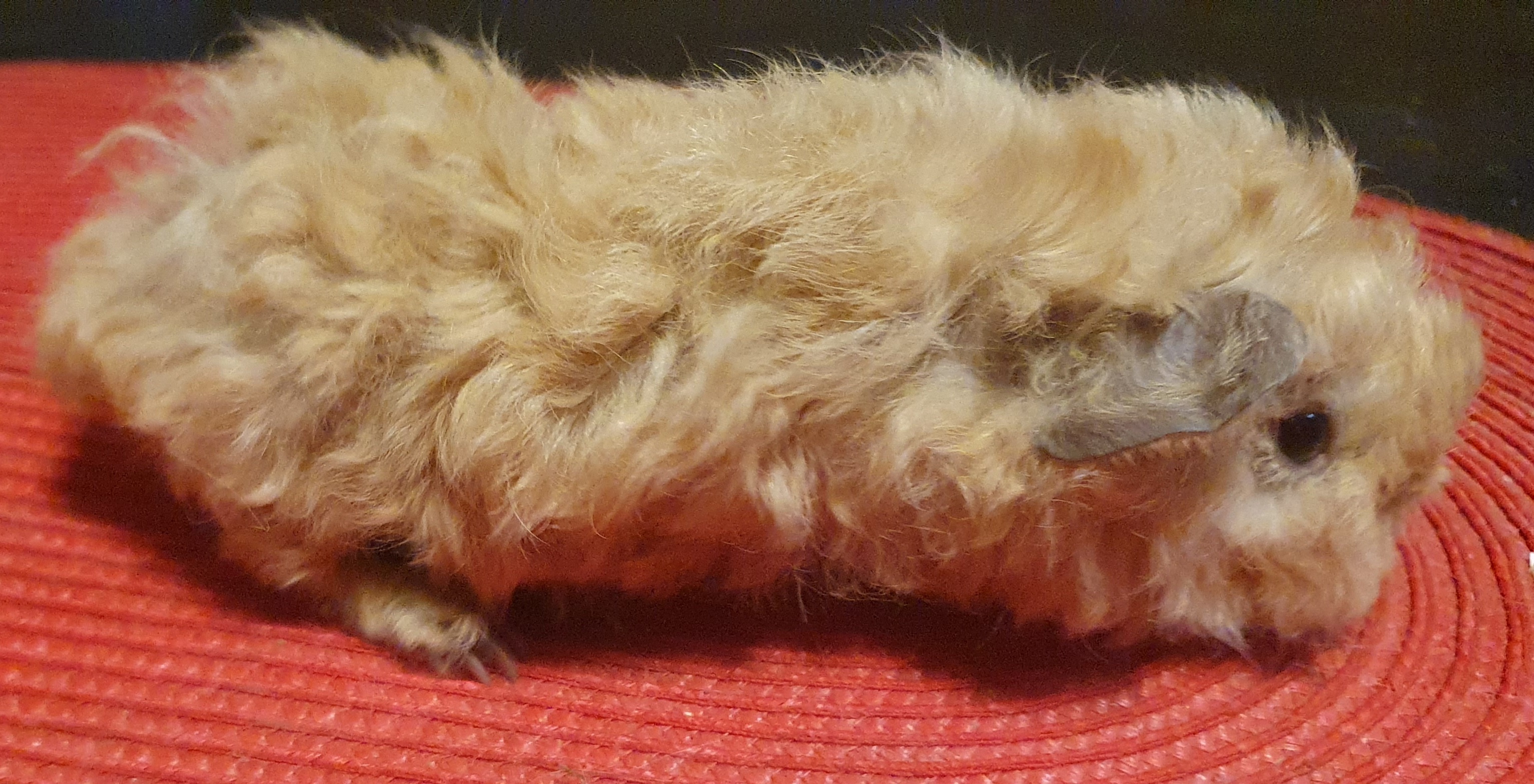 Bára Peruvian Gold<br />Popis: lunkarya, dat.nar. 14.11.25, barva: buff, oko tmavé, k odběru po 15.12.2025