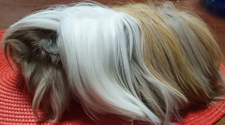 Bella Star of Silesia<br />Popis: peruánec, datum narození: 27.10.2019, barva: slate-zlatá-bílá, barva očí: rubínová, číslo registrace: 0571/20