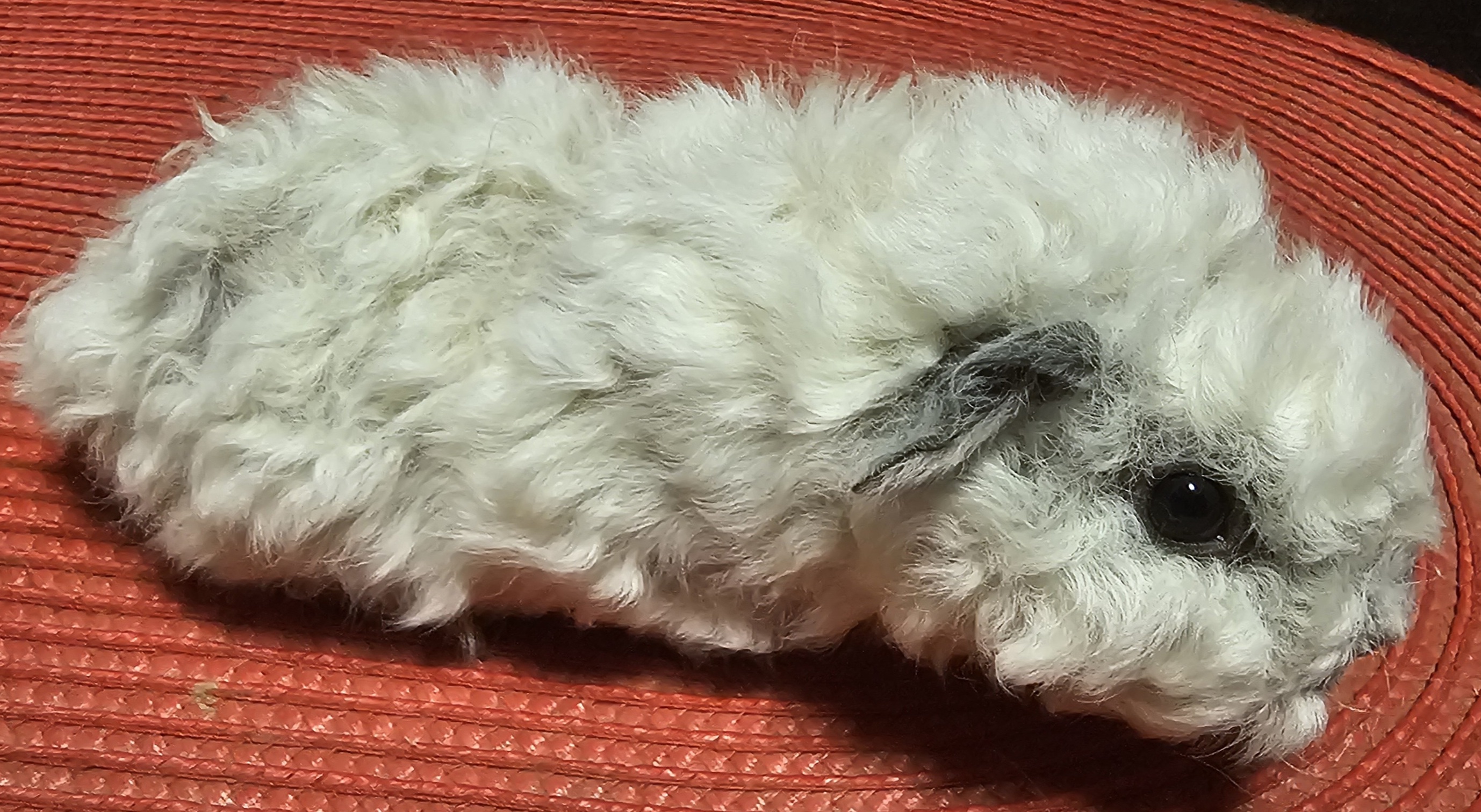 Cherry Peruvian Gold<br />Popis: lunkarya, dat. narození: 13.3. 2026, barva: kalifornia černá: bílá, oko: tmavé, k odběru po 13.3.2026