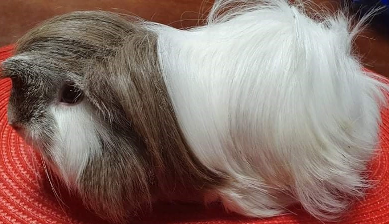 Quentina Peruvian Gold<br />Popis: peruánec, dat. narození: 3.11. 2019, barva:  bílá a aguti čokoládová/bílá, barva očí: rubínová, číslo registrace:0569/20
