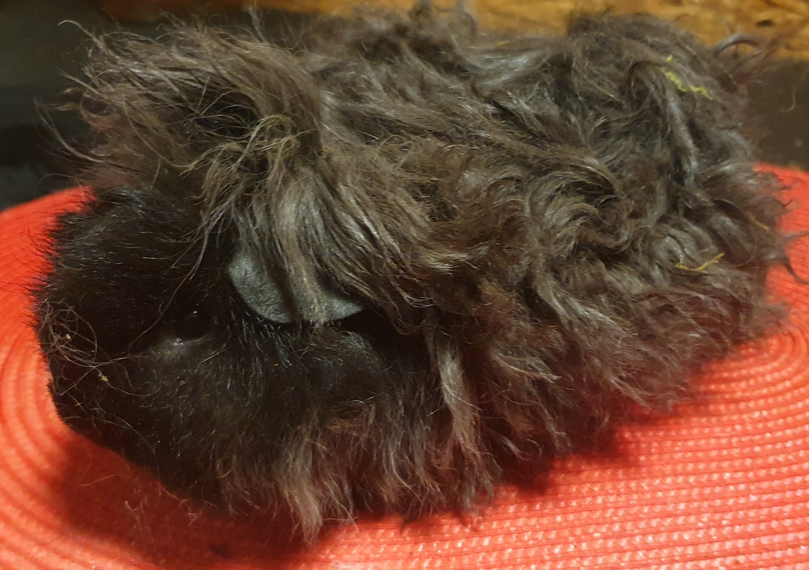 Urxik Peruvian Gold<br />Popis: lunkarya, dat.nar. 28.8.2025, barva: černá s bílou (šiml), oko: tmavé, pěkný sameček do hobby chovu. Zvyklý s Xenonem, ale může jít  s jiným.  Odběr ihned.