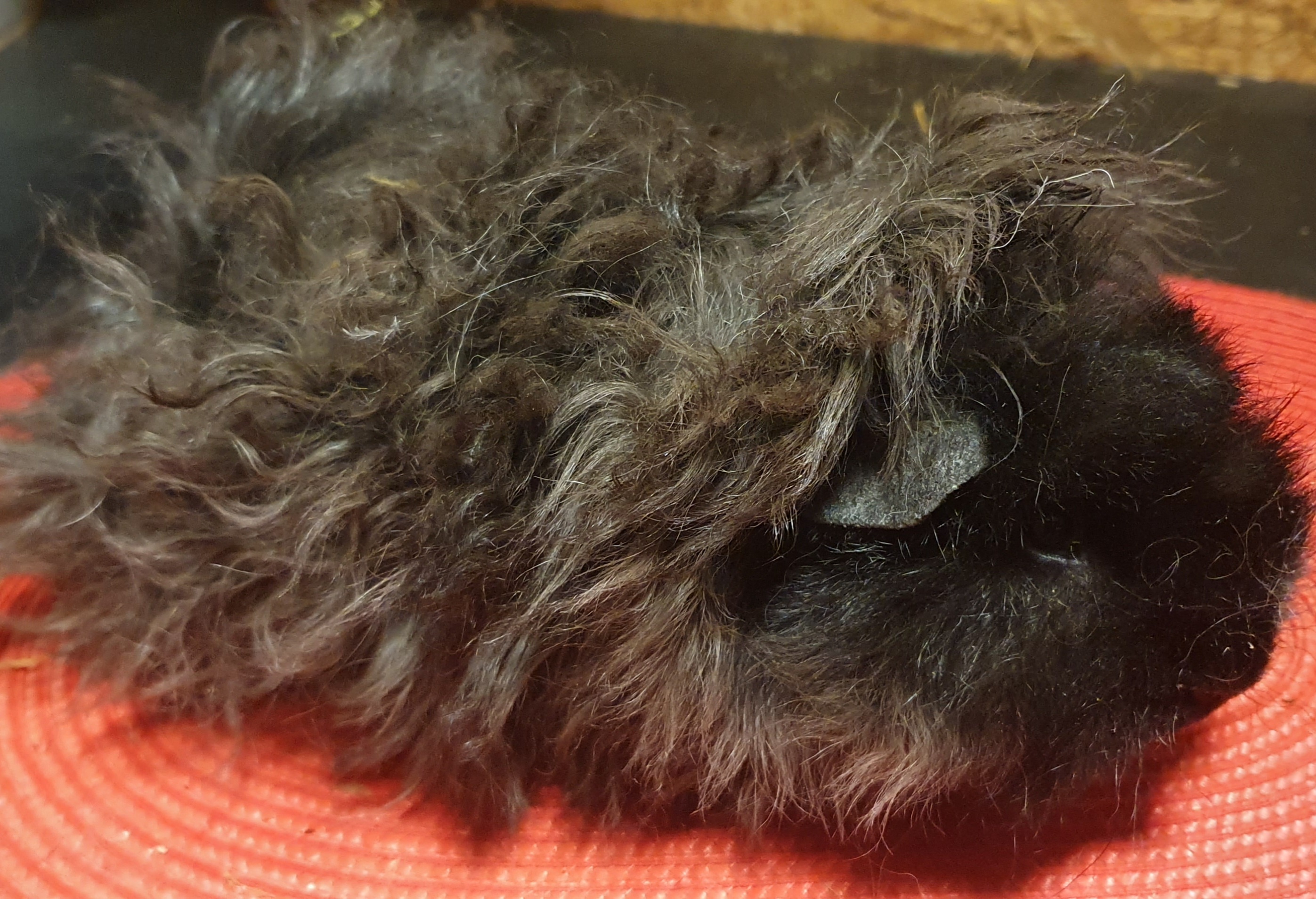 Urxik Peruvian Gold<br />Popis: lunkarya, dat.nar. 28.8.2025, barva: černá s bílou (šiml), oko: tmavé, pěkný sameček do hobby chovu. Zvyklý s Xenonem, ale může jít  s jiným.  Odběr ihned.