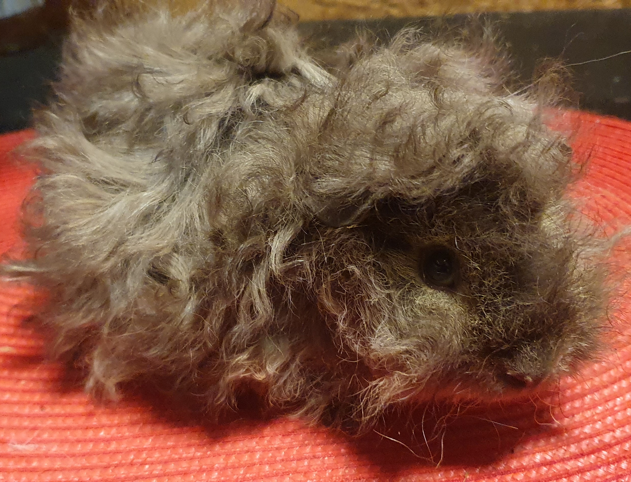 Xenon Peruvian Gold<br />Popis: peruánec - lunkarya, datum narození: 23.9. 2025, barva: čokoládový otter, oko rubínové, k odběru ihned. Zvyklý na Urxíka, ale může jít i s jiným samečkem.