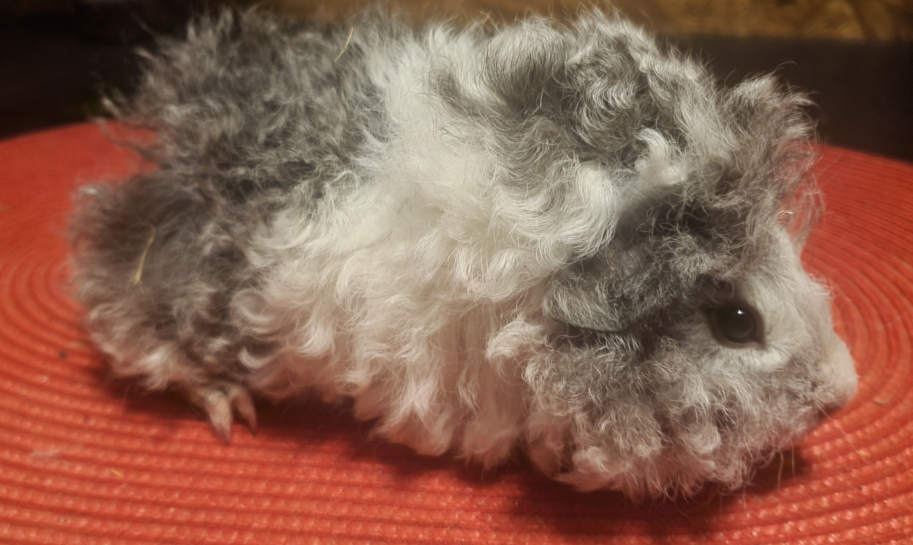 Zana Peruvian Gold<br />Popis: lunkarya, dat. nar.: 26.10.2025, barva: aguti černá/bílá -bílá, oko: tmavé, urostlá samička spíš do hobby chovu, ale velmi pěkná (černá je světlejší). K odběru 26.11.2025